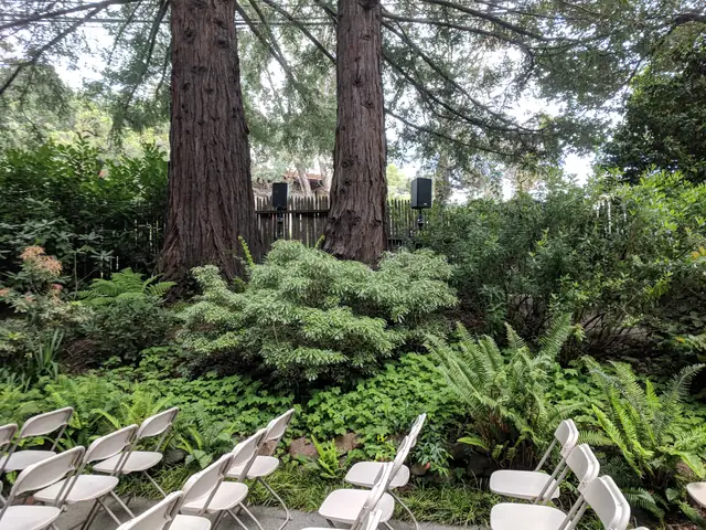 Two redwoods in the garden at the Mill Valley Outdoor Art Club with ceremony chairs in front and sound speakers on stands behind the plants