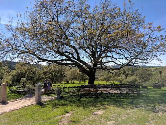 Ceremony site under a large tree at Triple S Ranch with chairs, a stone path and sound equipment at the edge