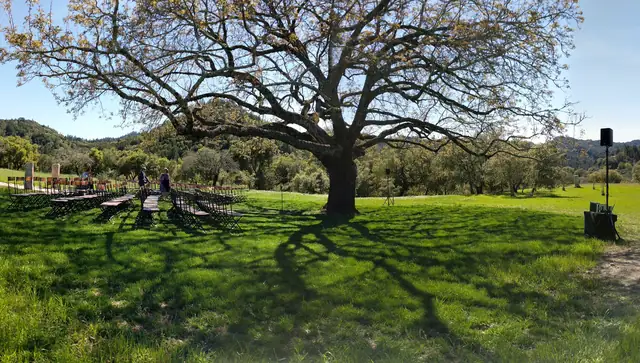 Rows of ceremony chairs under the old tree at Triple S Ranch with a speaker and sound table at the right