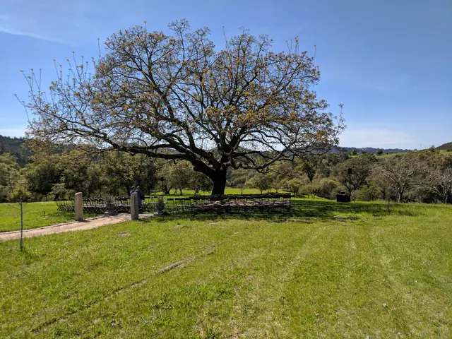 Open meadow at Triple S Ranch leading to a ceremony area under a huge old tree